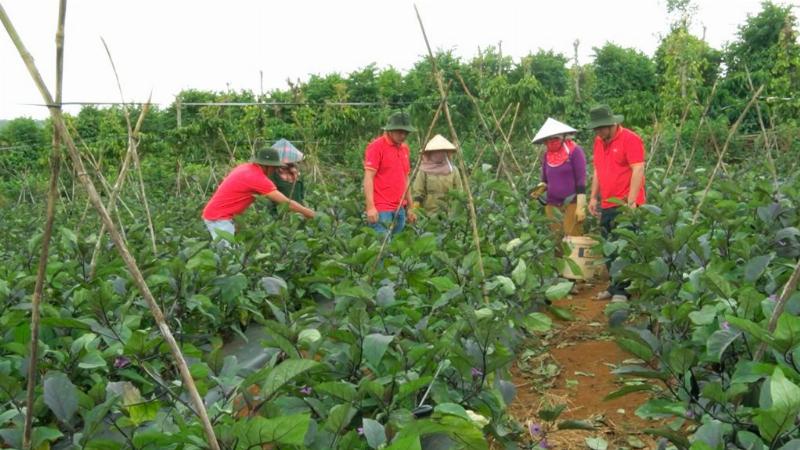 Mô hình liên kết giữa công ty và nông dân đã góp phần nâng cao hiệu quả kinh tế và sự phát triển nông nghiệp của vùng