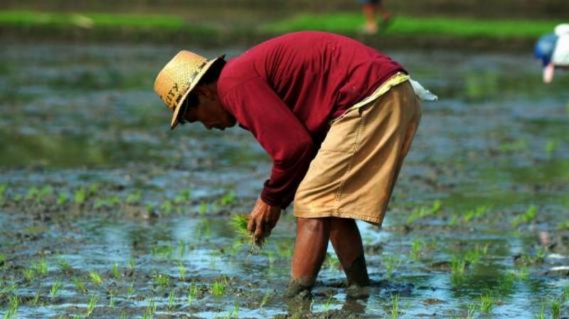 Nấm Endophyte giúp cây lúa thích nghi trước các stress