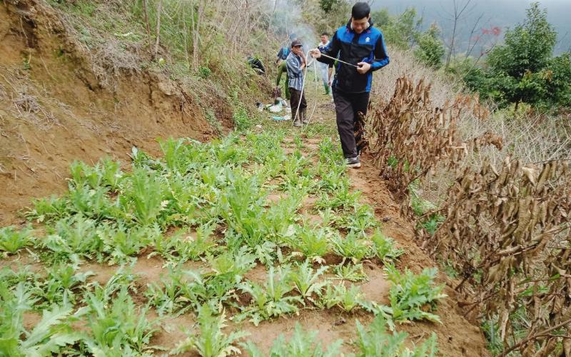 Trồng Cây Thuốc Phiện Trong Vườn: Lợi Ích Chữa Bệnh Hay Hệ Lụy Khó Lường?