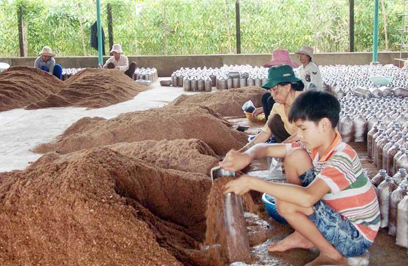 Kỹ Thuật Trồng Nấm Mèo Trong Nhà Đơn Giản Cho Năng Suất Cao Ngất Ngưởng