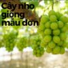 Bí Quyết Trồng Nho Thơm Ngon Tại Miền Bắc: Hướng Dẫn Từ A – Z Cho Giống Hạ Đen, Mẫu Đơn Và Ngón Tay