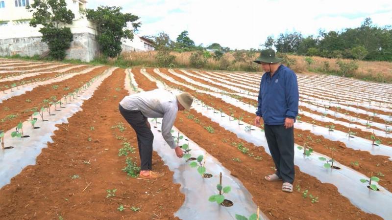 Ông Nguyễn Ngọc Khanh thăm vùng nguyên liệu và hướng dẫn nông dân kỹ thuật canh tác