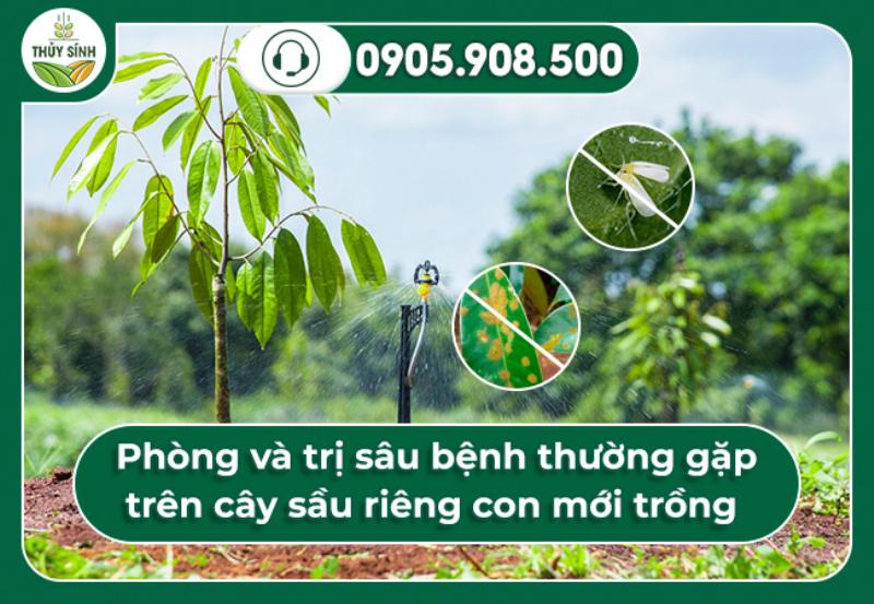  Phòng và trị sâu bệnh thường gặp trên cây sầu riêng con mới trồng