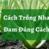 Hướng Dẫn Cách Trồng Lô Hội Đơn Giản Từ A Đến Z Tại Nhà