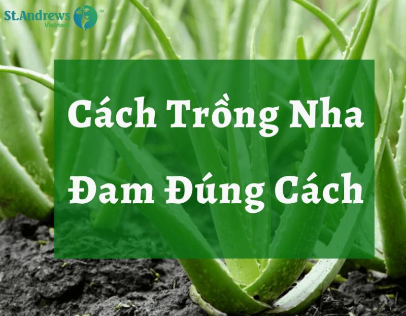 Hướng Dẫn Cách Trồng Lô Hội Đơn Giản Từ A Đến Z Tại Nhà