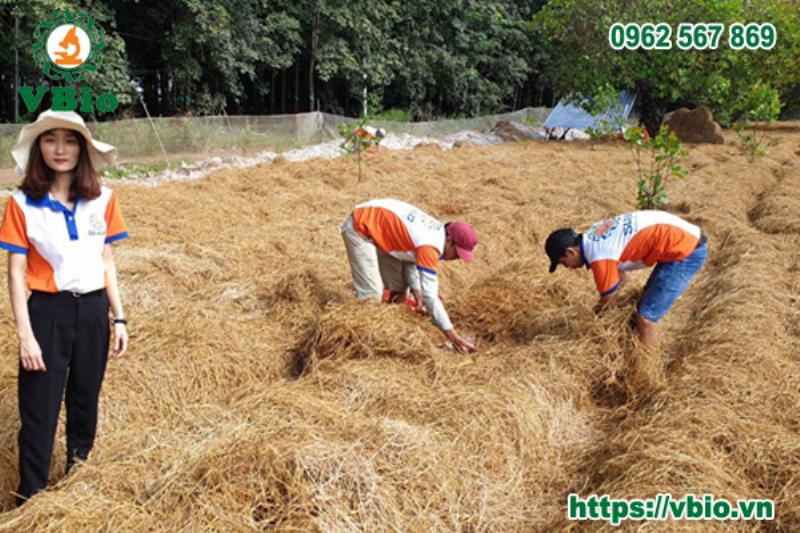 Quy trình trồng nấm rơm ngoài trời