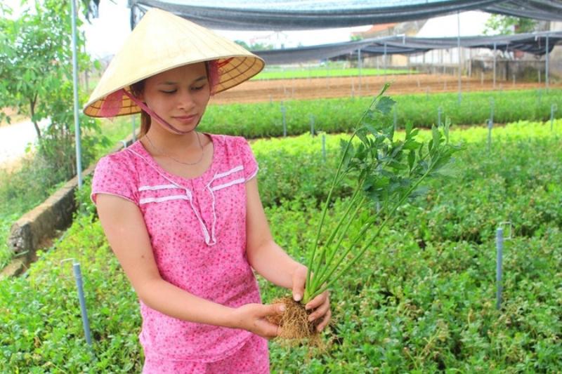 Trồng Rau Cần Khô Trong Nhà Lưới: Bí Quyết Cho Thu Nhập Cao Ngay Cả Mùa Hè