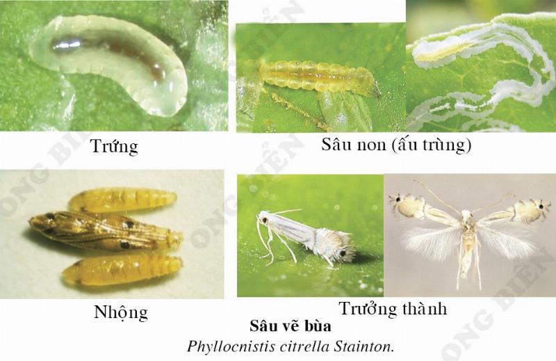 "Sâu đục vỏ trái"