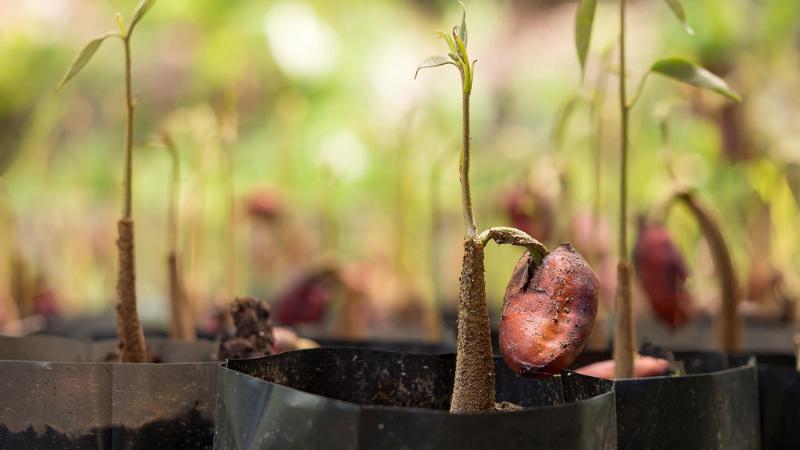 Bật Mí Cách Trồng Sầu Riêng Bằng Hạt Đạt Tỉ Lệ Nảy Mầm Cao