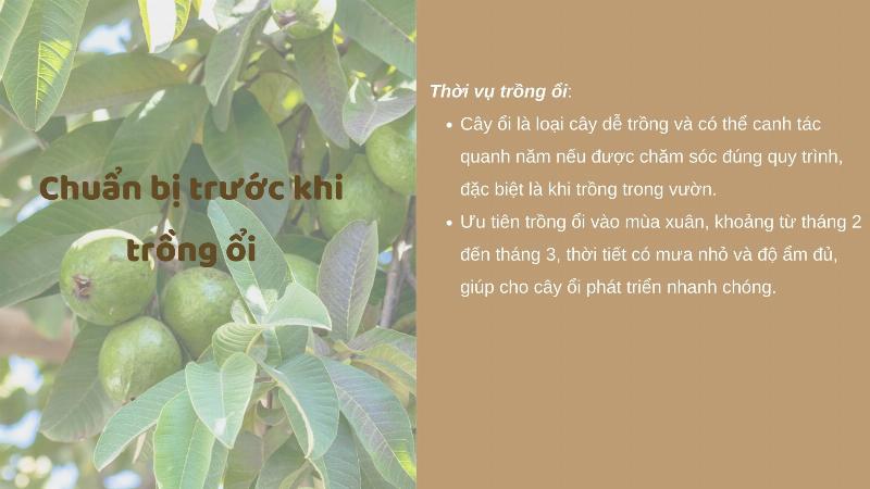 Hướng Dẫn Kỹ Thuật Trồng Ổi Đơn Giản Cho Năng Suất Cao Ngay Tại Nhà