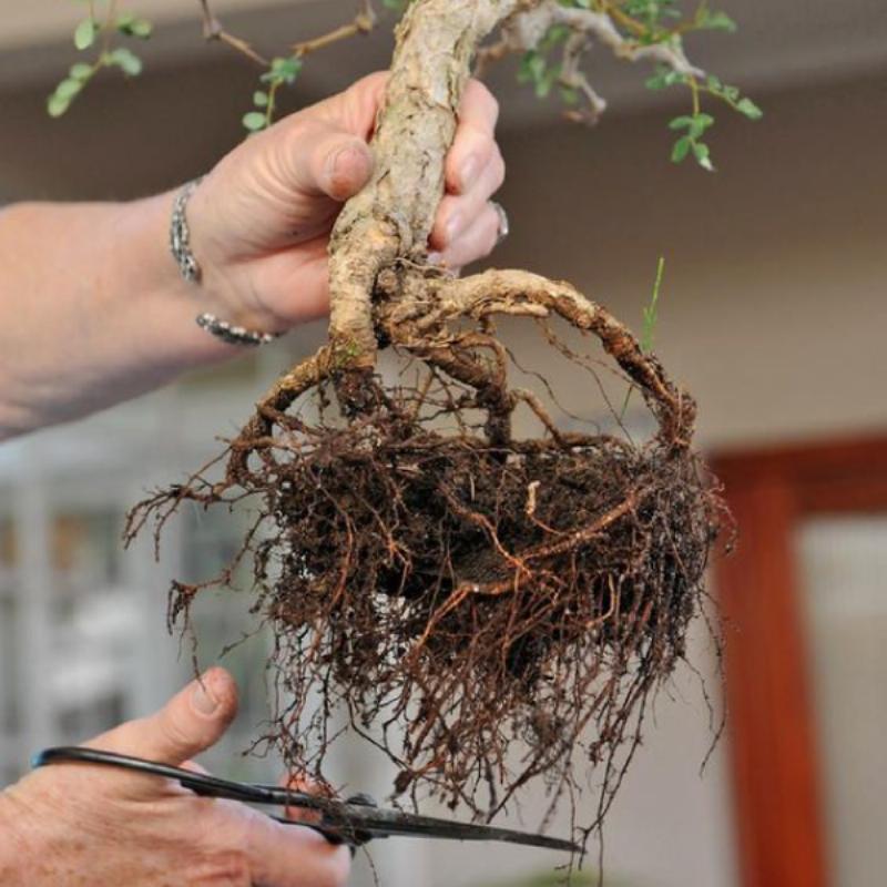 Thay chậu, cắt tỉa rễ bonsai