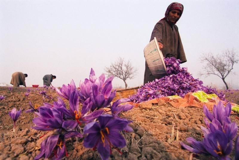 Thời điểm gieo trồng