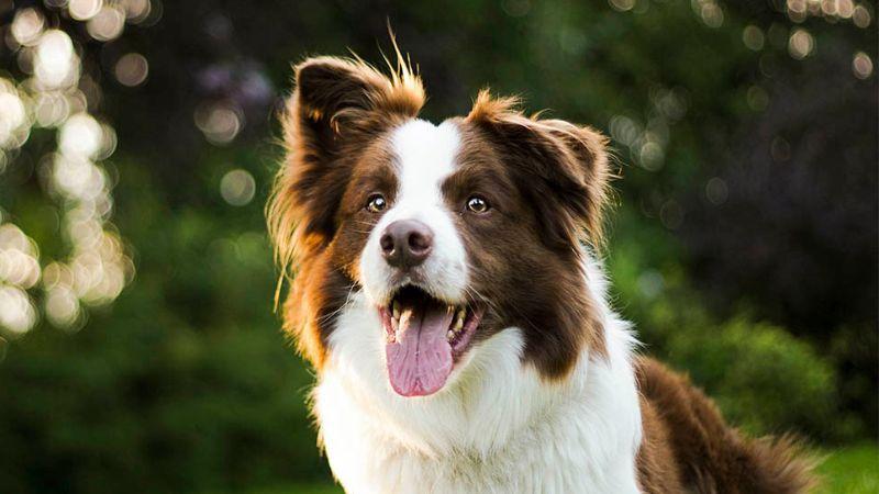 Thức ăn của chó Border Collie