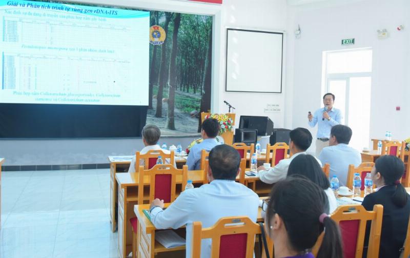 "Triệu chứng bệnh rụng lá đốm tròn trên lá cao su" class=