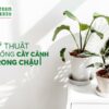 Hướng Dẫn Kỹ Thuật Trồng Cây Cảnh Trong Chậu Cho Người Mới Bắt Đầu