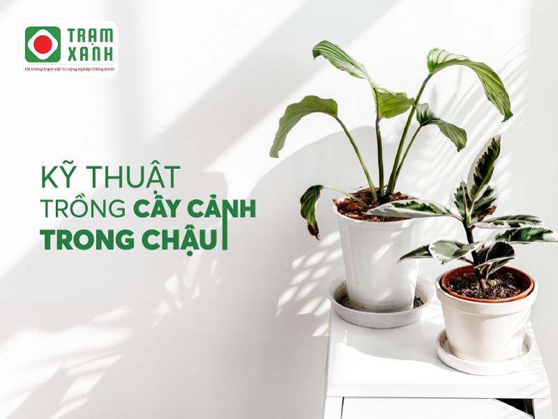 Hướng Dẫn Kỹ Thuật Trồng Cây Cảnh Trong Chậu Cho Người Mới Bắt Đầu