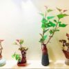 Trồng Khoai Lang Bonsai: Biến Củ Khoai Thường Thành Kiệt Tác Nghệ Thuật