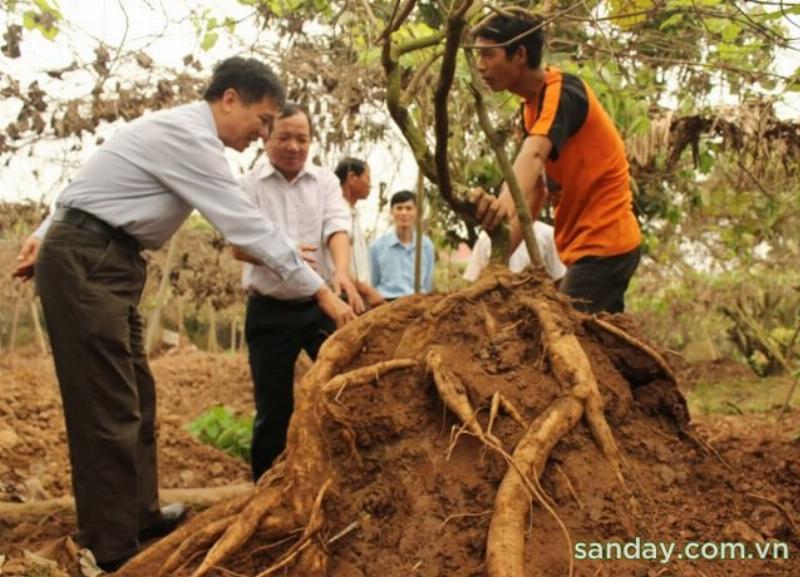 Trồng sắn dây đúng kỹ thuật