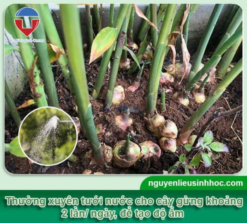 Tưới nước cho cây gừng trồng ở thùng xốp