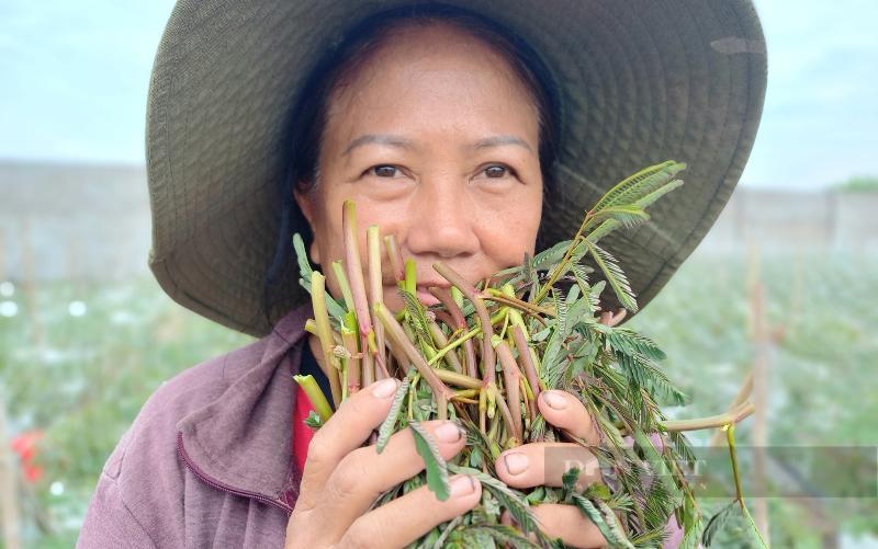 Tuyệt chiêu đưa loại rau dại dưới nước lên cạn trồng, nữ nông dân Sài Gòn hái không kịp bán