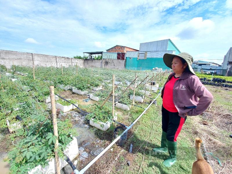 Tuyệt chiêu đưa loại rau dại dưới nước lên cạn trồng, nữ nông dân Sài Gòn hái không kịp bán - Ảnh 6.