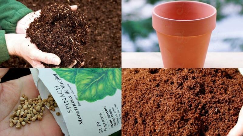 Cách trồng cải bó xôi tại nhà: Kỹ thuật và bí quyết giúp bạn có rau sạch quanh năm