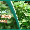 Bí Quyết Trồng Rau Lang Từ Củ: Thu Hoạch Dồi Dào Ngay Tại Nhà