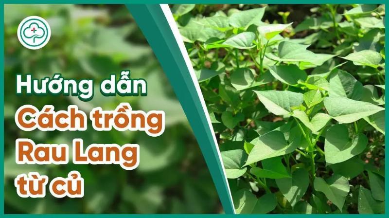 Vật liệu ươm mầm khoai lang