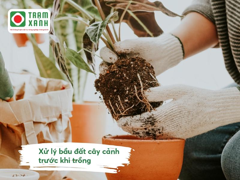 Xử lý bầu đất khi trồng vào chậu