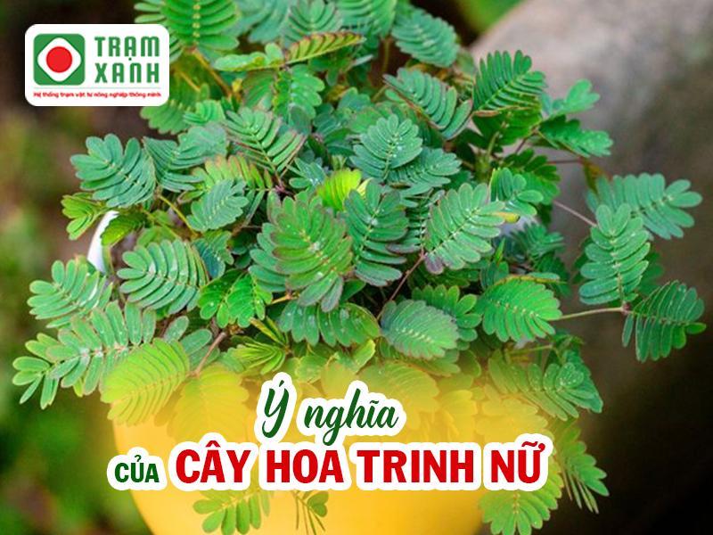 Ý nghĩa của cây hoa trinh nữ là gì?