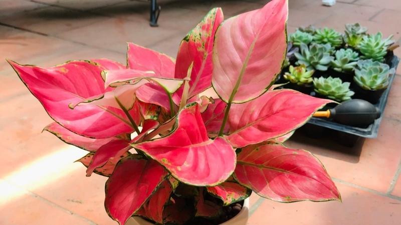 Unlocking Prosperity: Your Guide to Growing and Caring for Chinese Evergreen