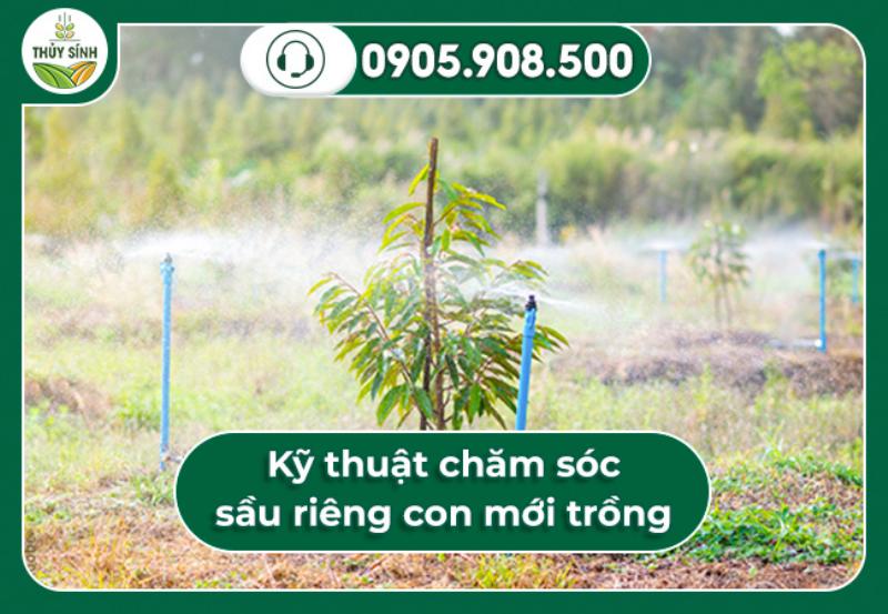 Yêu cầu trong kỹ thuật chăm sóc sầu riêng mới trồng