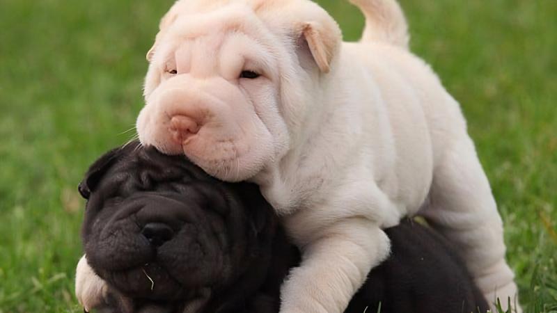 1 con chó Shar Pei nặng khoảng 25 - 30kg, cao khoảng 45 - 51cm