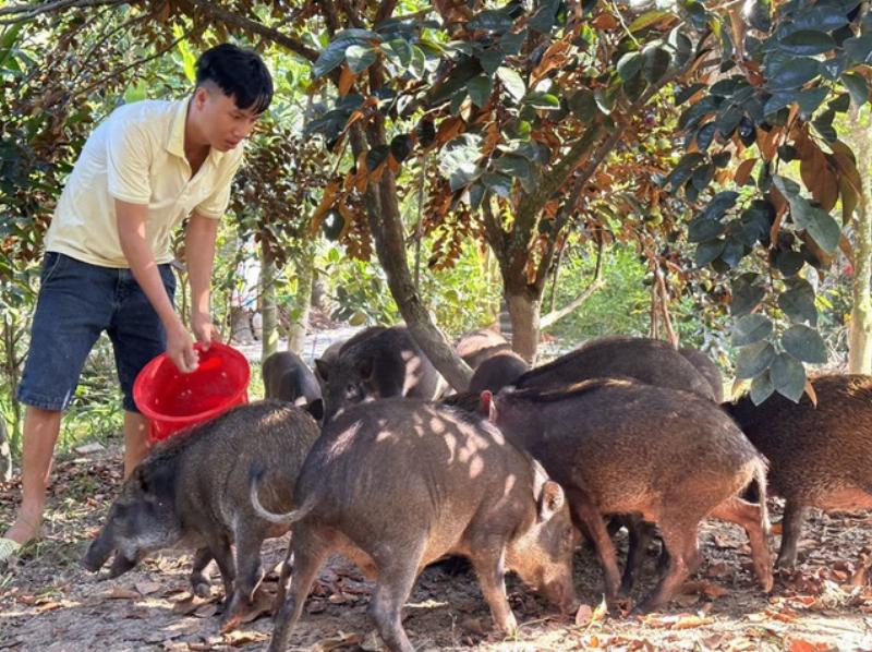 Anh Đạt cho heo rừng ăn theo hình thức bán hoang dã - Ảnh 2