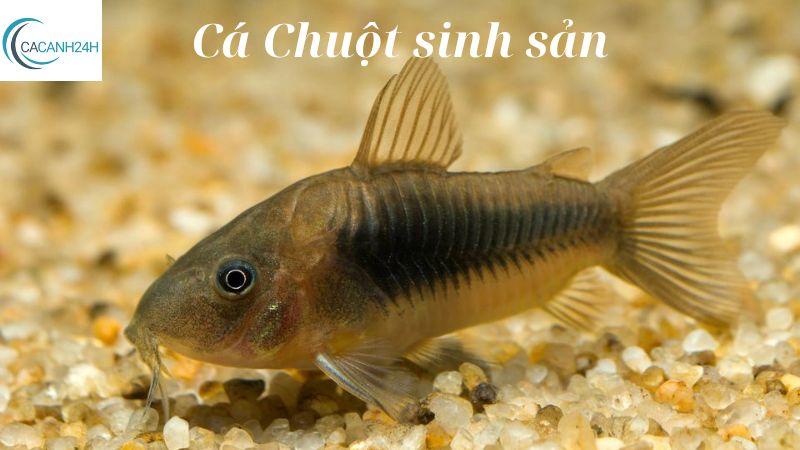 Bật Mí Cách Cá Chuột Sinh Sản: Từ Chuyện Ghép Đôi Đến Chăm Sóc Cá Con