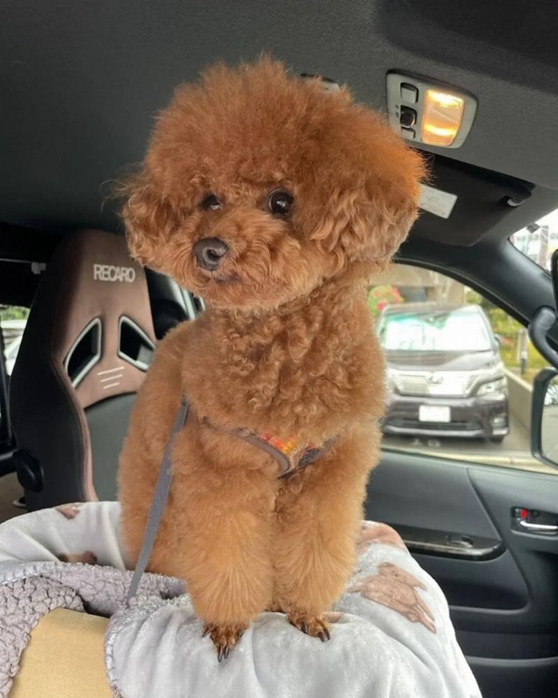 Các màu lông chó Poodle phổ biến