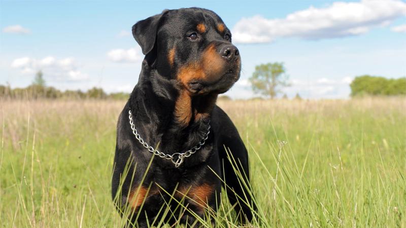 Cách chăm sóc, vệ sinh Rottweiler