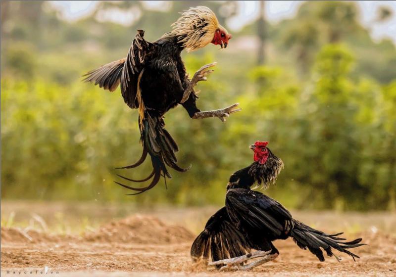 Bật Mí Cách Người Trung Quốc Nuôi Gà Chọi “Bách Chiến Bách Thắng”