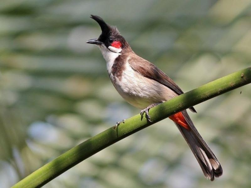 Bí Quyết Nuôi Chim Chào Mào Khỏe Mạnh, Hót Hay Như Đại Ca Làng Chim