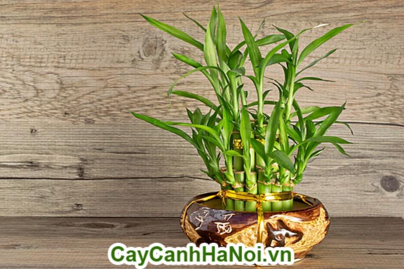 Kỹ thuật trồng cây phát lộc may mắn, mang tài lộc đến cho gia chủ