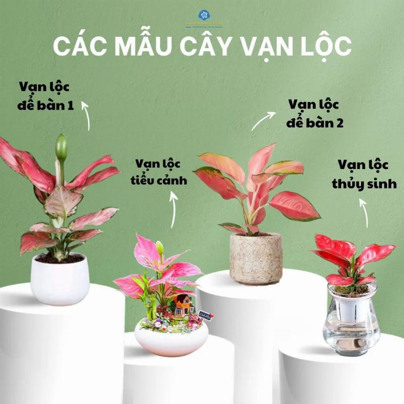 cây vạn lộc đỏ rực rỡ làm cho không gian sống thêm phần ấm áp và thư thái