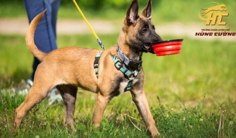 Chế độ ăn phù hợp với Malinois