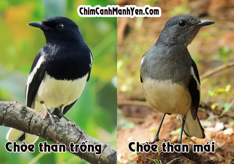 chích chòe than trống mái