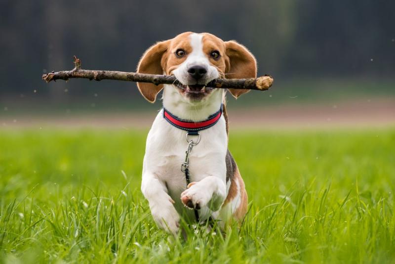 chó beagle là giống chó săn thỏ thông minh