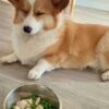 Bí Kíp Trồng Cây Vàng: Nuôi Chó Corgi 2 Tháng Tuổi Đúng Cách