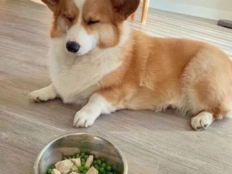 Bí Kíp Trồng Cây Vàng: Nuôi Chó Corgi 2 Tháng Tuổi Đúng Cách