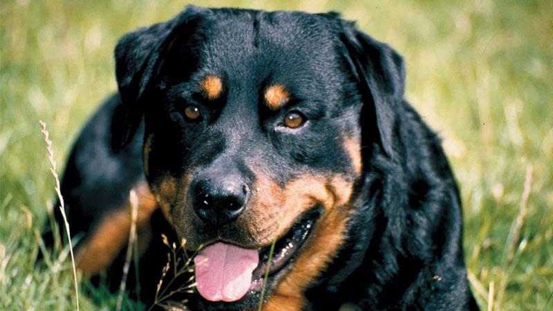 Chó Rottweiler dưới 3 tháng tuổi