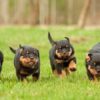 Bật Mí Cách Nuôi Chó Rottweiler: Từ A-Z Cho Người Mới Bắt Đầu