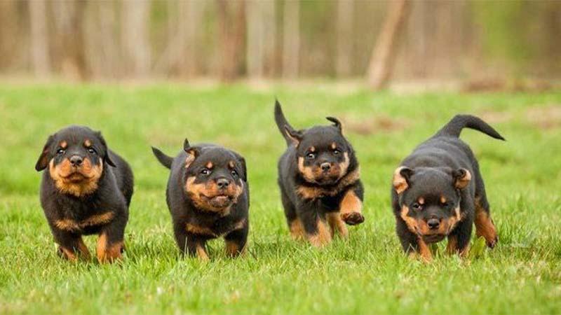 Bật Mí Cách Nuôi Chó Rottweiler: Từ A-Z Cho Người Mới Bắt Đầu