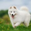 Bí Quyết Nắm Trọn Trái Tim “Bông Tuyết”: Cẩm Nang Nuôi Chó Samoyed Từ A-Z